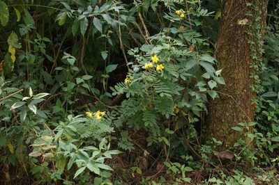 Senna foetidissima, photographed by Juan Carlos Pérez Magaña