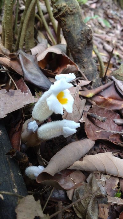 Christisonia calcarata, photographed by S.MORE