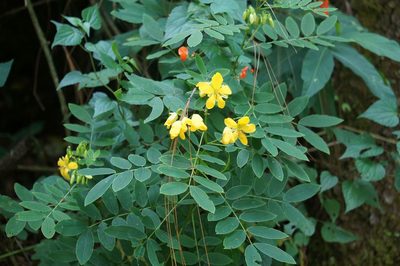 Senna foetidissima, photographed by Juan Carlos Pérez Magaña
