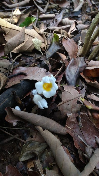Christisonia calcarata, photographed by S.MORE