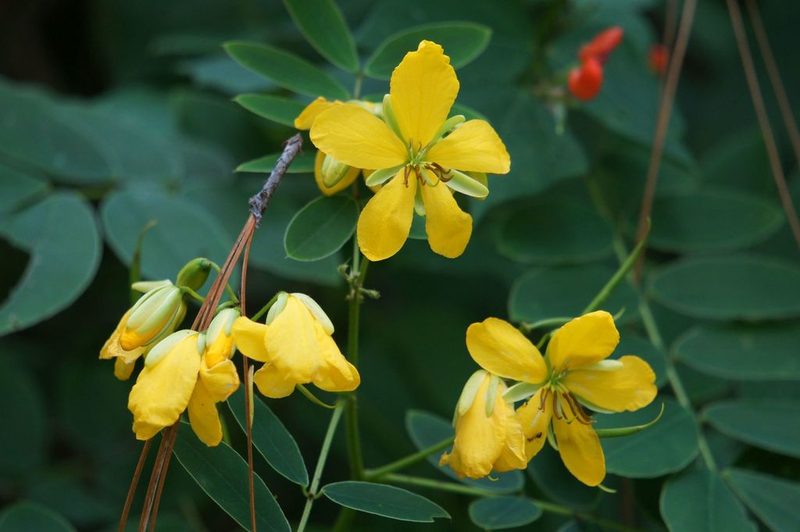 Senna foetidissima, photographed by Juan Carlos Pérez Magaña