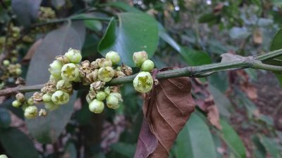 Garcinia talbotii, photographed by S.MORE