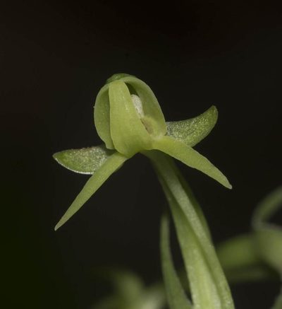 Habenaria furcifera, photographed by S.MORE