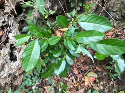 Diospyros maritima, photographed by Cheng-Tao Lin
