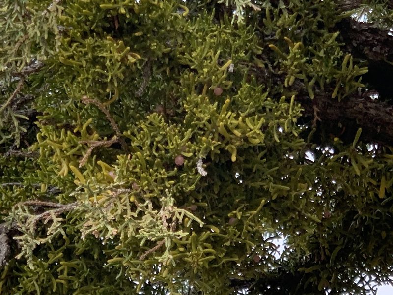 Phoradendron hawksworthii, photographed by CK2AZ