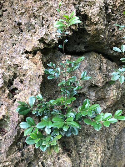 Diospyros ferrea, photographed by Cheng-Tao Lin