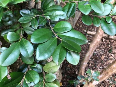 Diospyros ferrea, photographed by Cheng-Tao Lin