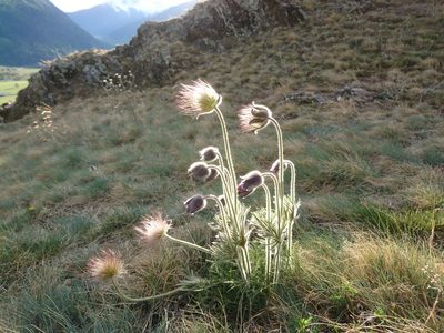 Pulsatilla montana, photographed by Christoph Moning