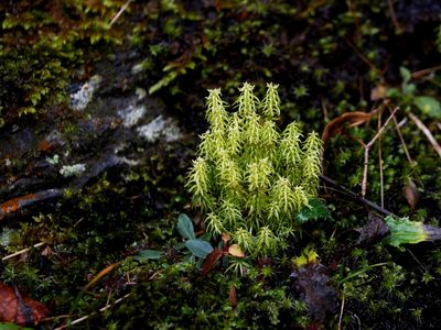 Huperzia quasipolytrichoides, photographed by Jacy Chen