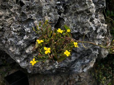 Kalanchoe integra, photographed by Cheng-Tao Lin