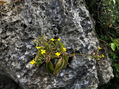 Kalanchoe integra, photographed by Cheng-Tao Lin