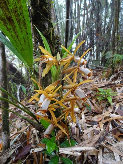 Coelogyne radioferens, photographed by Christoph Moning