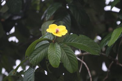 Dillenia excelsa, photographed by Christoph Moning