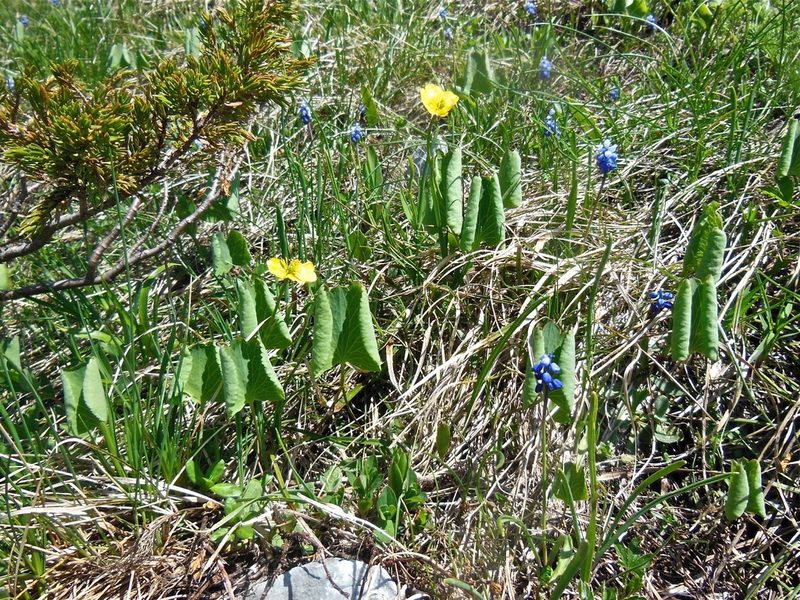 Ranunculus thora, photographed by Karsten Rohweder