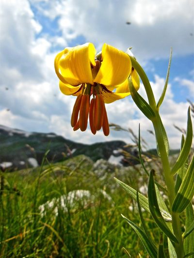 Lilium albanicum, photographed by Karsten Rohweder