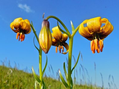 Lilium albanicum, photographed by Karsten Rohweder
