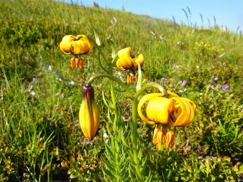 Lilium albanicum, photographed by Karsten Rohweder