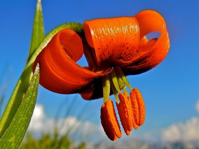 Lilium albanicum, photographed by Karsten Rohweder