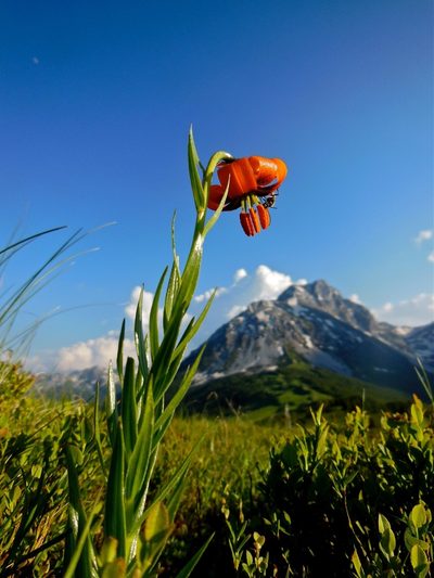 Lilium albanicum, photographed by Karsten Rohweder