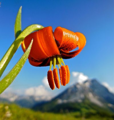 Lilium albanicum, photographed by Karsten Rohweder