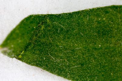 Knautia collina, photographed by Drepanostoma