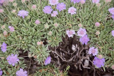 Lomelosia cretica, photographed by Drepanostoma