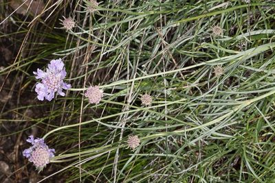 Lomelosia graminifolia, photographed by Drepanostoma