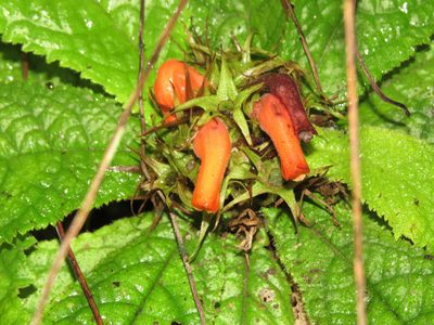 Gesneria acaulis, photographed by Millie Basden