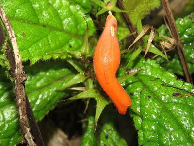 Gesneria acaulis, photographed by Millie Basden
