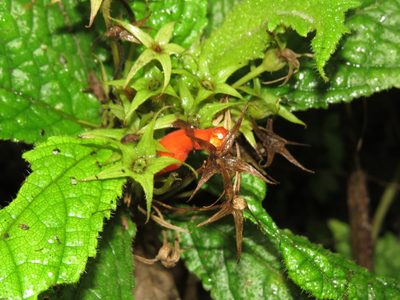 Gesneria acaulis, photographed by Millie Basden