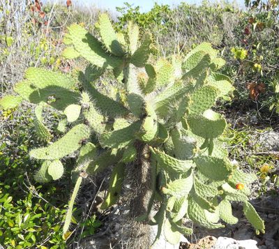 Consolea spinosissima, photographed by Millie Basden