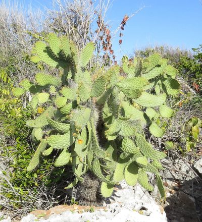 Consolea spinosissima, photographed by Millie Basden