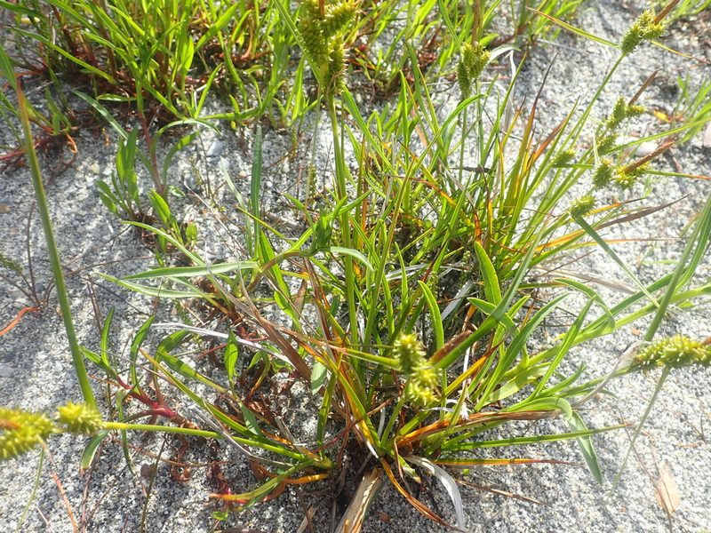 Carex fuscula, photographed by Nolan Exe