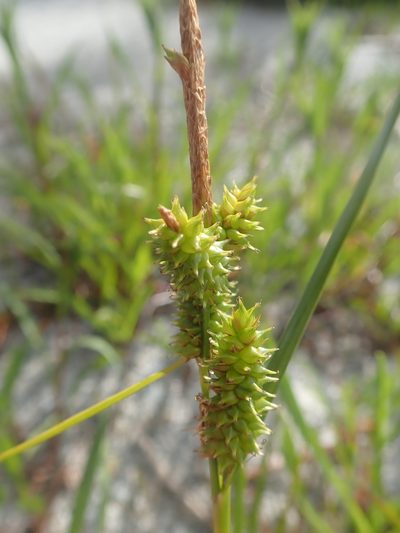 Carex fuscula, photographed by Nolan Exe
