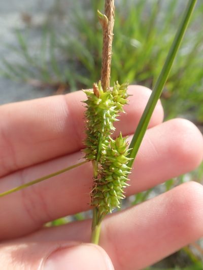 Carex fuscula, photographed by Nolan Exe