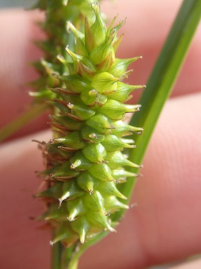 Carex fuscula, photographed by Nolan Exe