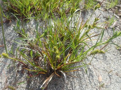 Carex fuscula, photographed by Nolan Exe