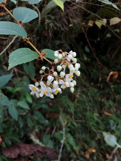 Begonia meridensis, photographed by desertnaturalist