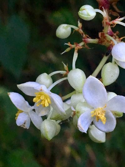 Begonia meridensis, photographed by desertnaturalist