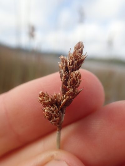 Apodasmia chilensis, photographed by Nolan Exe