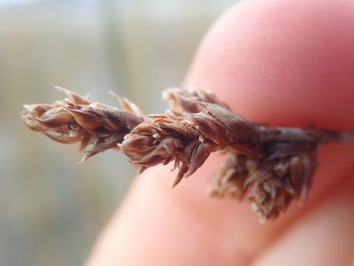 Apodasmia chilensis, photographed by Nolan Exe