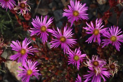 Erepsia bracteata, photographed by Tony Rebelo