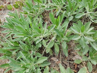 Lupinus pilosior, photographed by Arturo Santos