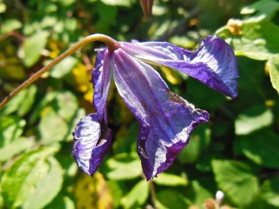 Clematis viticella, photographed by Karsten Rohweder
