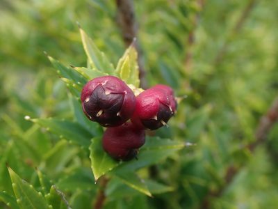 Gaultheria phillyreifolia, photographed by Nolan Exe