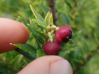 Gaultheria phillyreifolia, photographed by Nolan Exe