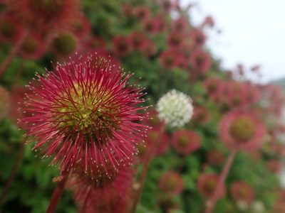 Acaena ovalifolia, photographed by Nolan Exe