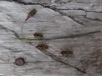 Carex magellanica, photographed by Nolan Exe