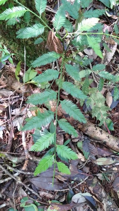 Dacrycarpus imbricatus, photographed by Eugene Popov