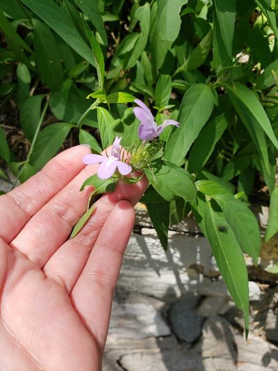 Justicia squarrosa, photographed by Sol Quipildor
